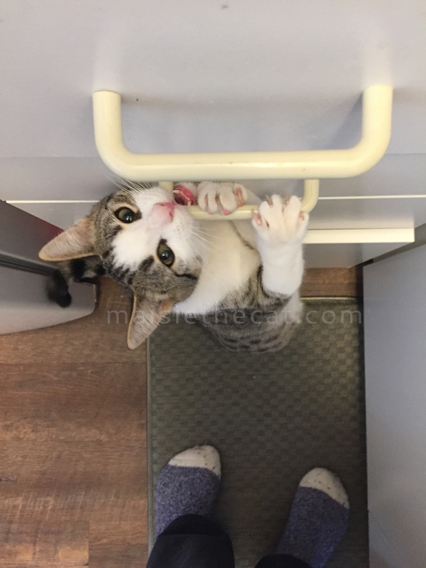 6455-Maisie-chewing-drawer-handles-Oct-26-ONLINE-BLOG