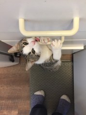 6455-Maisie-chewing-drawer-handles-Oct-26-ONLINE-BLOG