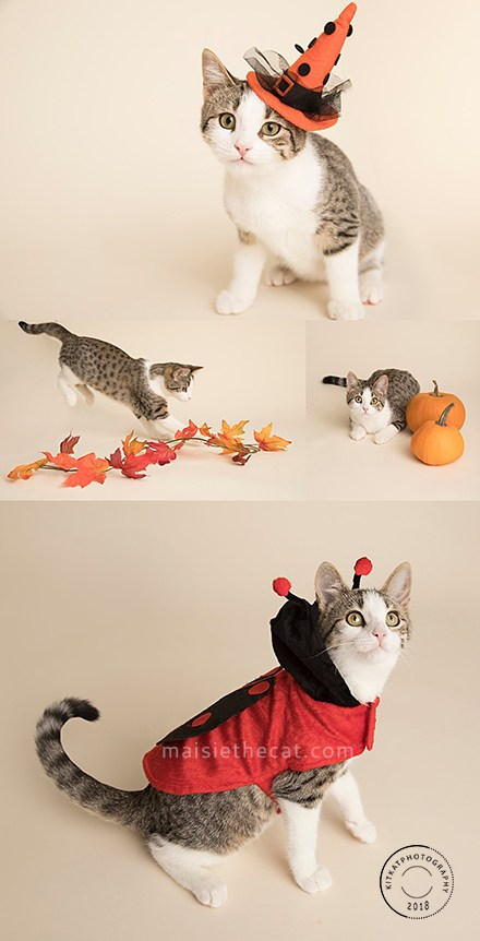 collage-Hallowe'en-2018-Maisie-ONLINE