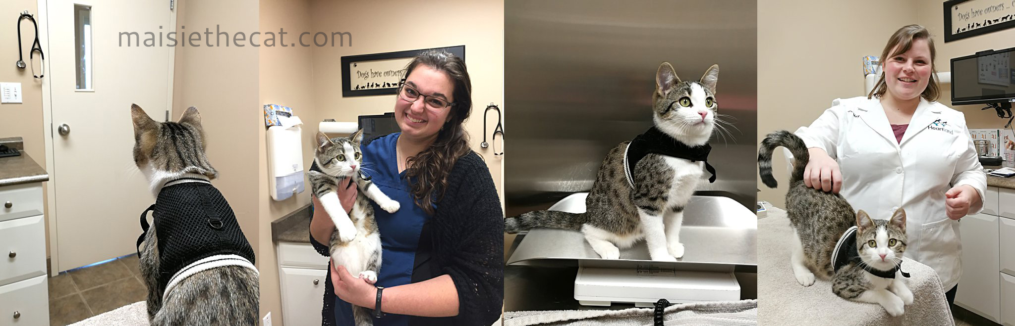 2018-11-04_0001-blog-collage-at-the-vet-Nov-2-ONLINE-BLOG-sized